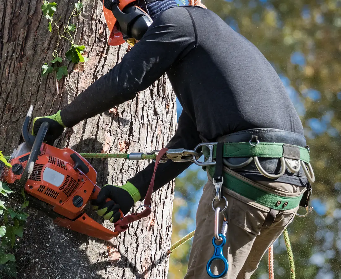 Tree surgeon in a climbing harness working a chainsaw against a tree trunk