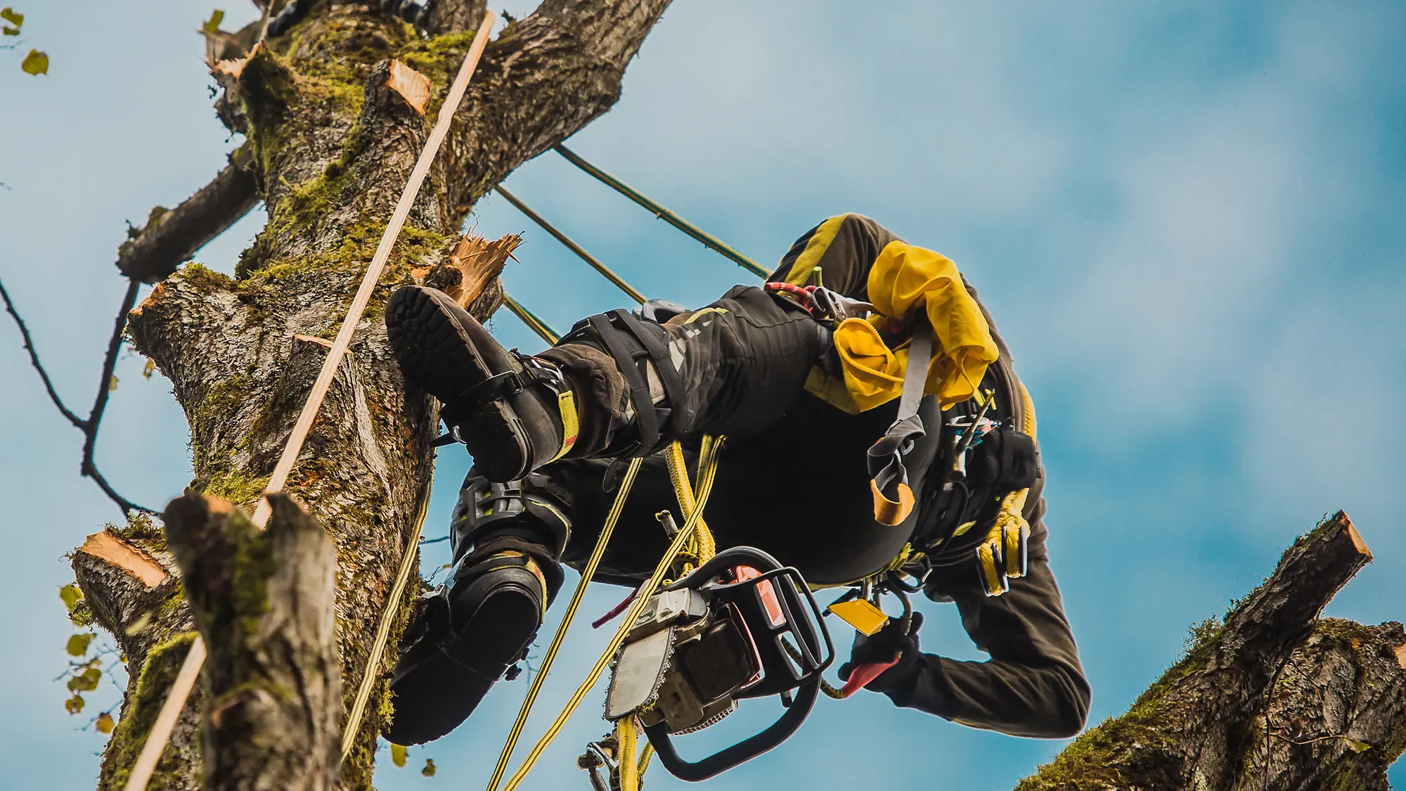 Tree surgeon roped into the top of a tall trunk, cutting a section out against a blue sky